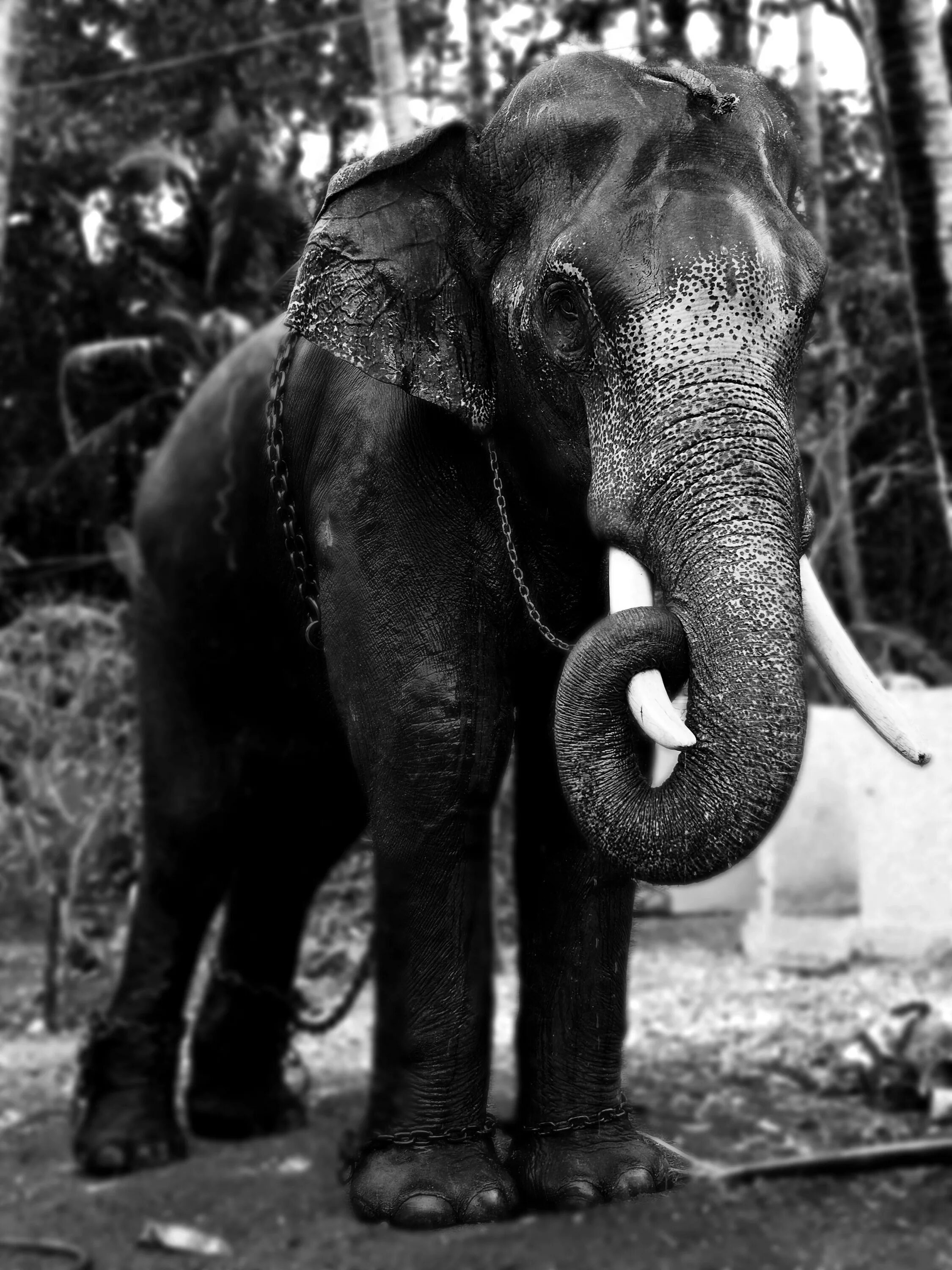 Mammuthus africanavus. Слон. Старые слоны. Индийский слон. Черный слоник