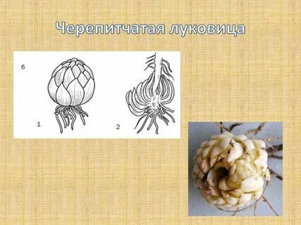 Чешуйчатые луковицы