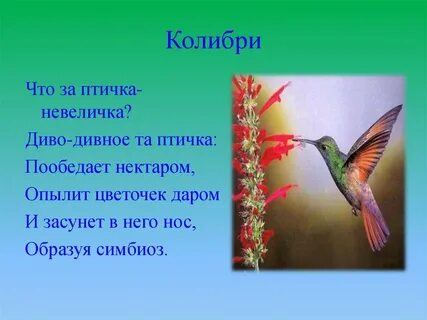 Основная мысль текста про птиц