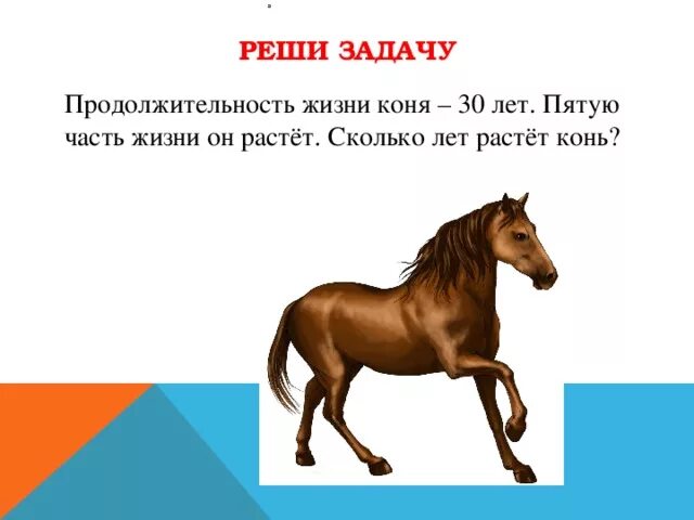 Сколько живут кони. Сколько живут лошади. Продолжительность лошадей. Средняя жизнь лошади. Время жизни лошади