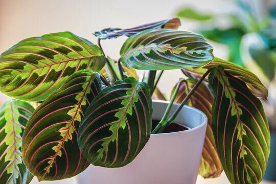 Maranta en casa: cuidado, descripción, enfermedad.