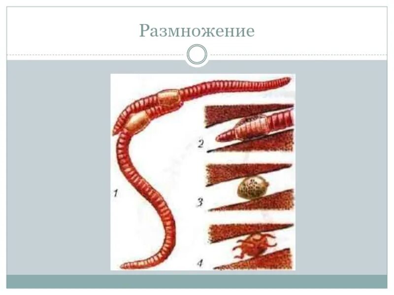 Кольчатые черви половая. Половая система дождевого червя. Размножение кольчатых червей 7 класс. Половая система кольчатых червей 7 класс. Малощетинковые черви половая система.