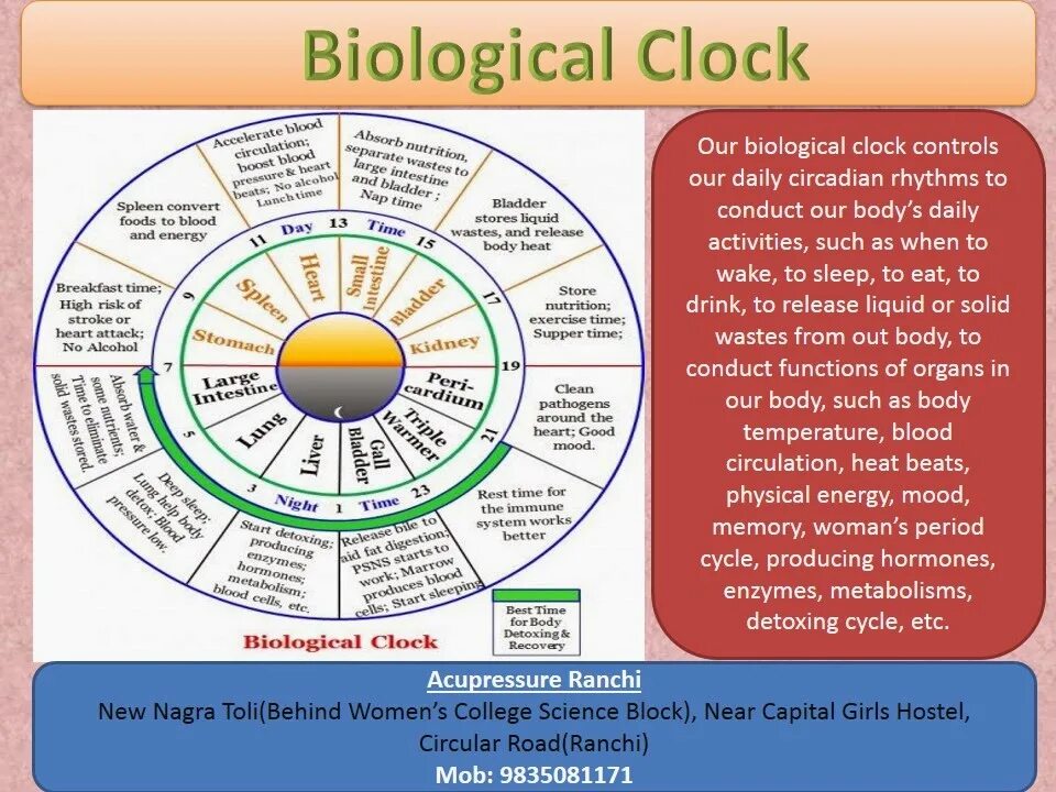 Часы био. Biological Clock. Био часы. Biological Cycle. Circadian Rhythm.