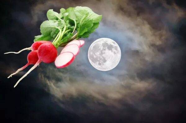 Морковка-редиска сорт. Редис красный. Плод редиса. Лунный редис. Редис f1.