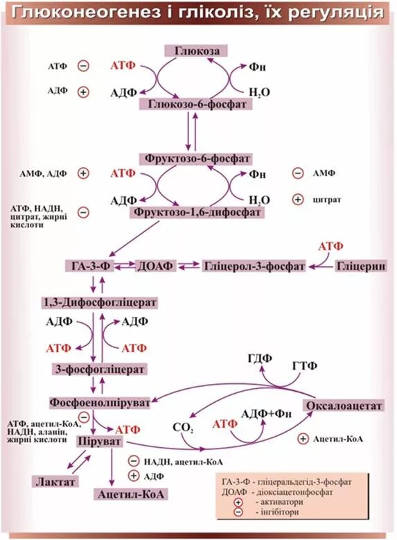 Схема глюконеогенеза биохимия. Ацетил КОА глюконеогенез. Глюконеогенез биохимия схема. Глюконеогенез обходные реакции. Синтез глюконеогенеза