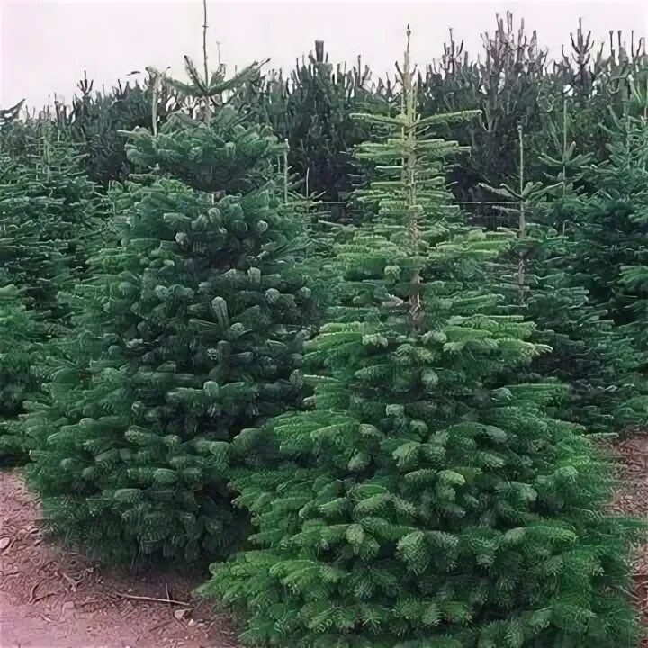 Ели друг. Ель сибирская picea obovata. Picea orientalis 'araucaria'. Ель обыкновенная саженец. Высаженная аллея ели.