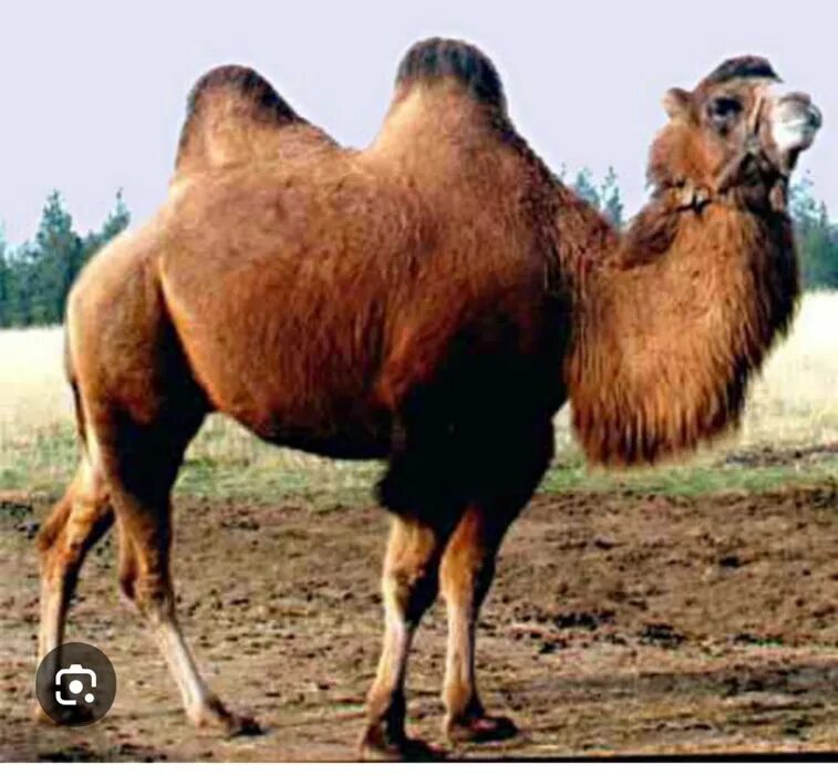 Двугорбый верблюд в пустыне. Где двугорбые верблюды. Калмыцкий двугорбый верблюд. Где двугорбые верблюды. Двугорбый верблюд бактриан.