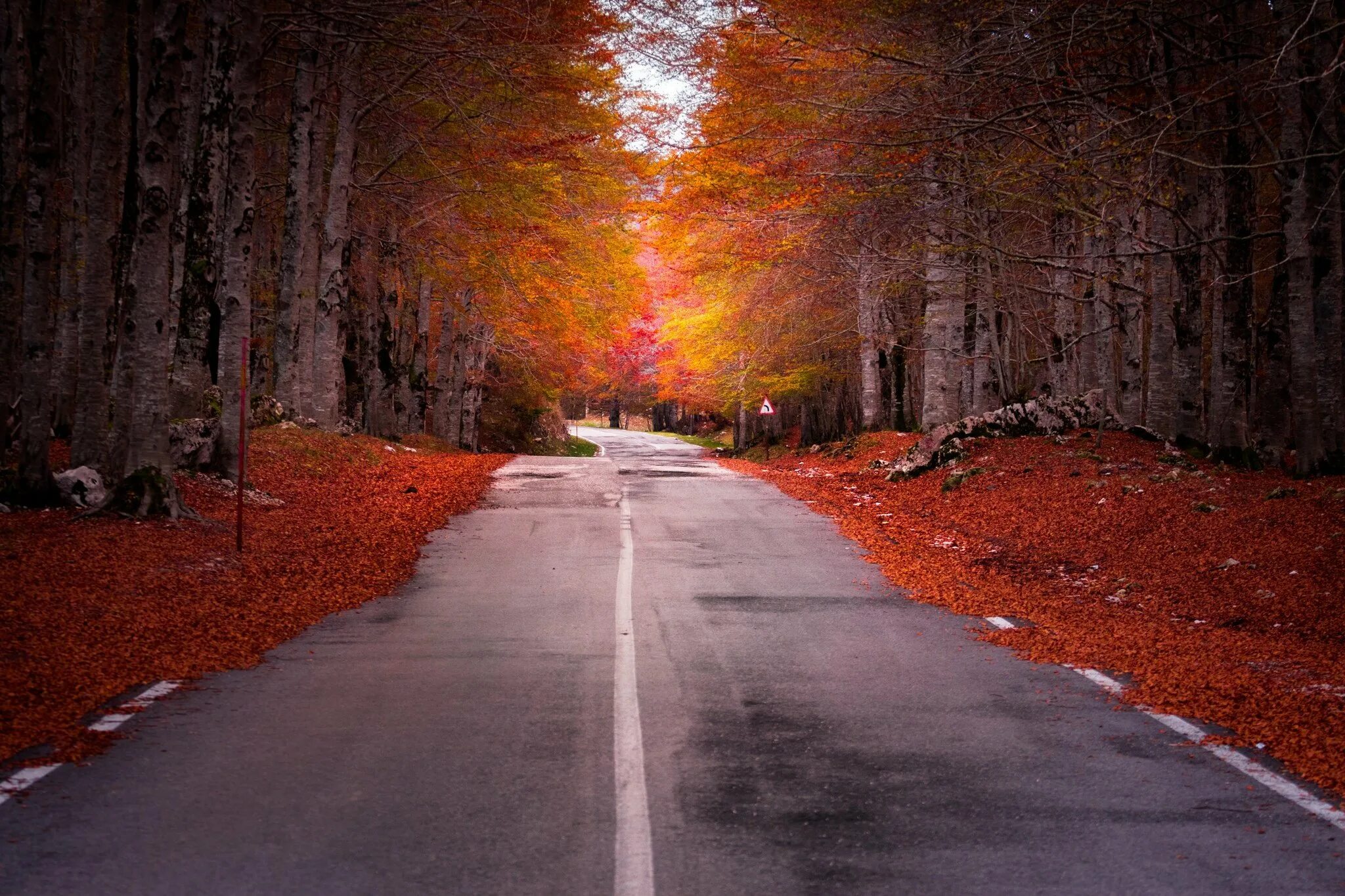 Осенняя дорога. Дорога в осень. Дорога в лесу. Осенняя дорога в лесу.