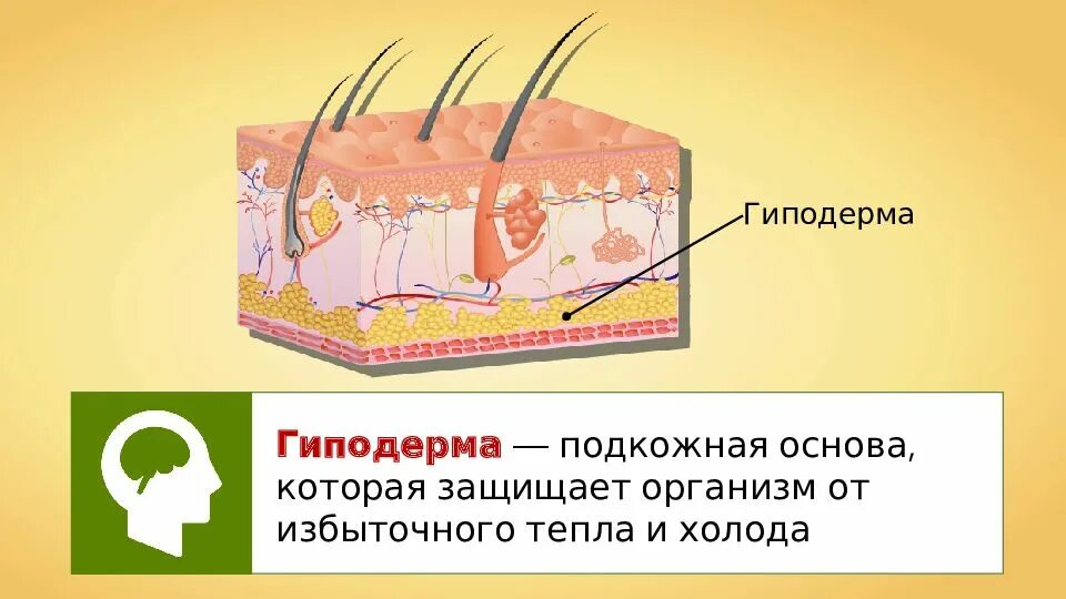 Покровы тела 9 класс биология. Функции гиподермы кожи. Покровы тела человека. Наружные покровы тела человека. Покров кожи человека.