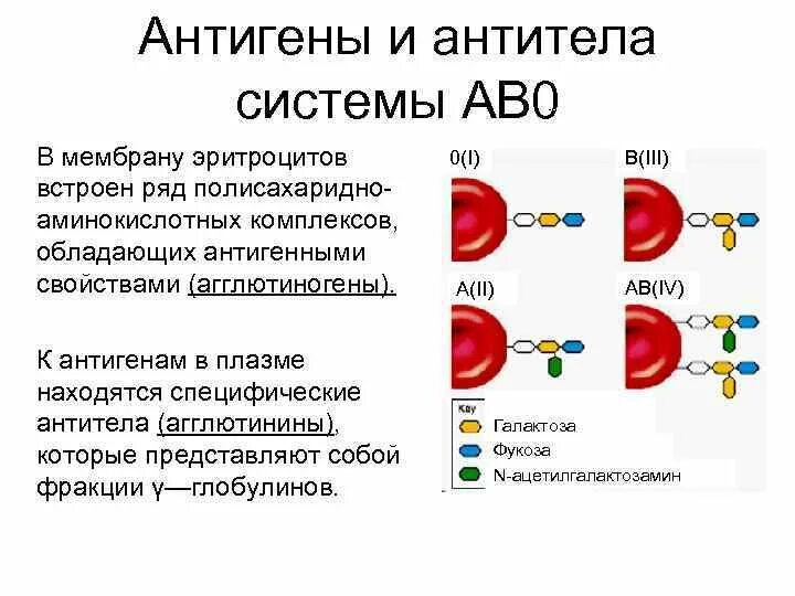 Антигены антитела иммунный ответ. Антиген вызывает образование антител. Группа крови антигены эритроцитов антитела. Антитела и антиген отличие. Иммуноглобулин антитела антигены.