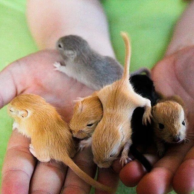 Потомство хомяка. Детеныш мыши. Маленькие Грызуны. Маленький мышонок.