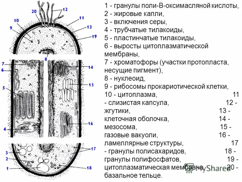 Подтип саркодовые размножение. Цитоплазматические выросты. Клеточные реснички функции. Цитоплазматические выросты. Органеллы саркодовых.