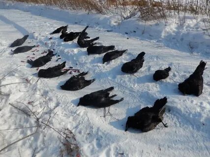 Отстрел вороны