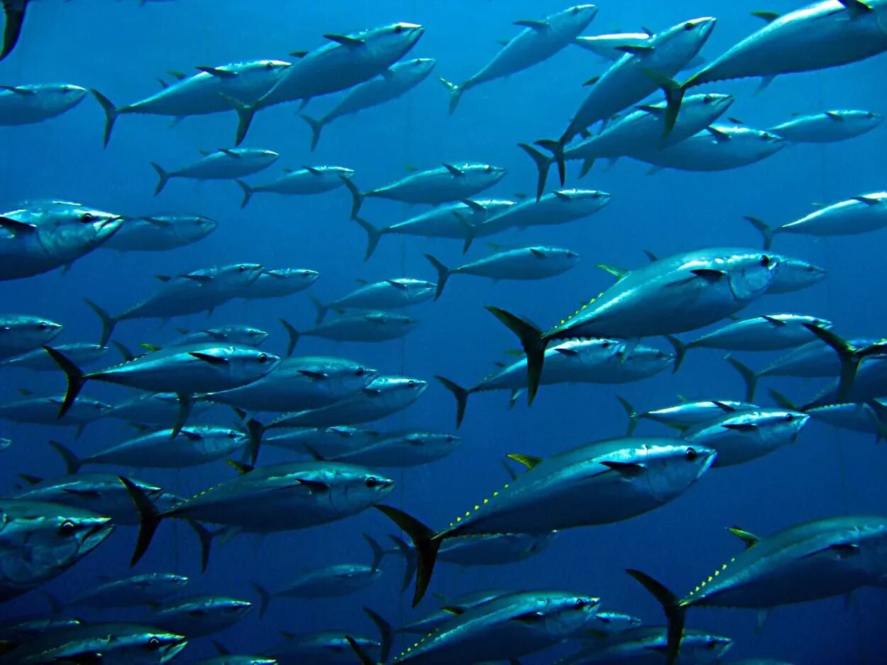 Много рыб плавают. Bluefin Tuna. Atlantic Bluefin Tuna. Стайная морская рыба. Рыбы в океане.