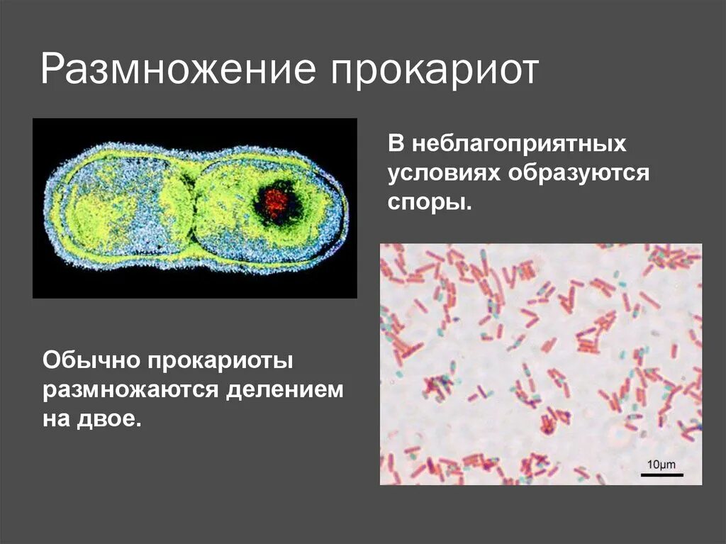 Деление клеток прокариот. Размножение прокариотической клетки. Деление прокариот (бинарное деление). Прокариотическая клетка размножение. Бесполое размножение прокариот.