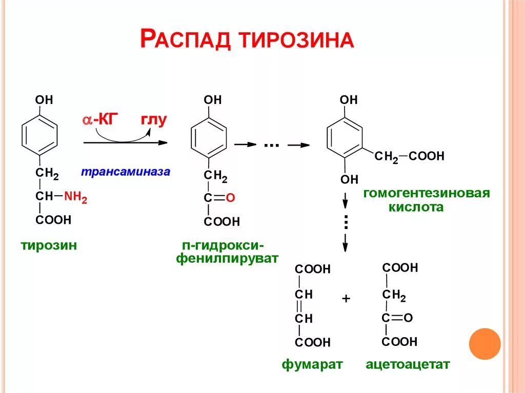 что такое тирозин