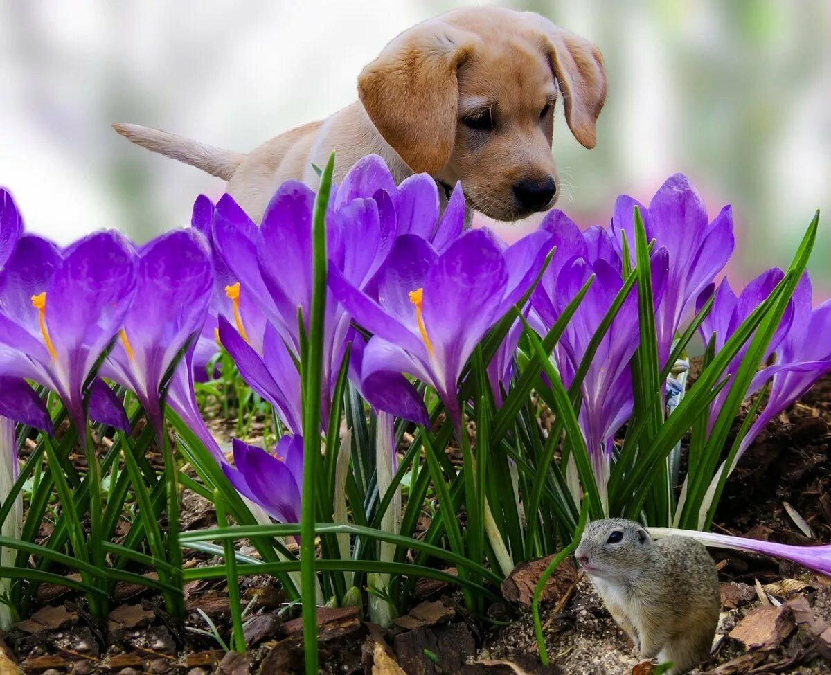 Доброе весеннее утро с животными картинки красивые. Тюльпаны лабрадор/Labrador. Цветы собачки.