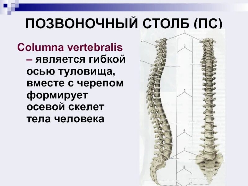 Позвоночный столб строение соединения. Скелет туловища позвоночный столб. скелет туловища соединение костей. скелет туловища соединения позвонков. позвоночный столб (columna vertebralis).