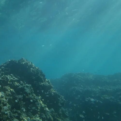 Small Particles, Big Problem: Measuring Microplastics' Impact on Fish NIST