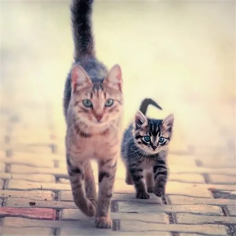 Кот идет. Котики бегут друг за другом. Котенок идет. Котенок бежит.