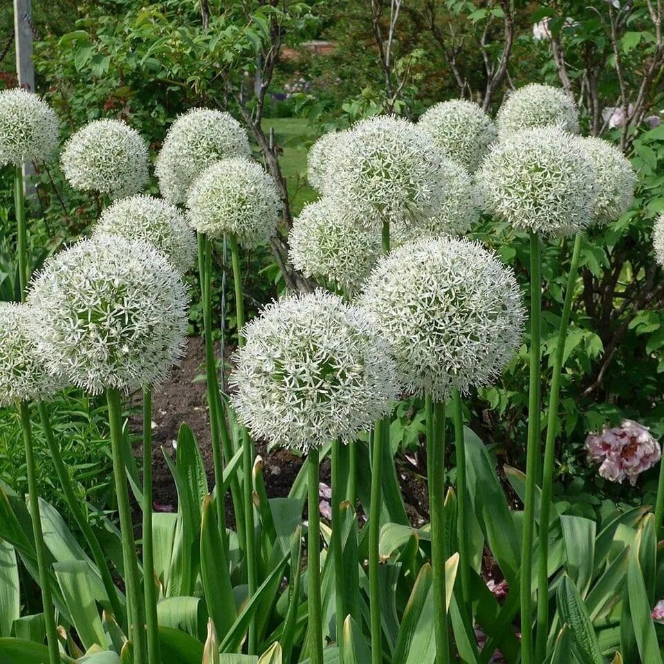 Аллиум Монте Эверест. Аллиум Маунт Эверест. Лук стебельчатый (Allium stipitatum). Лук стебельчатый Mount Everest. Декоративный чеснок фото