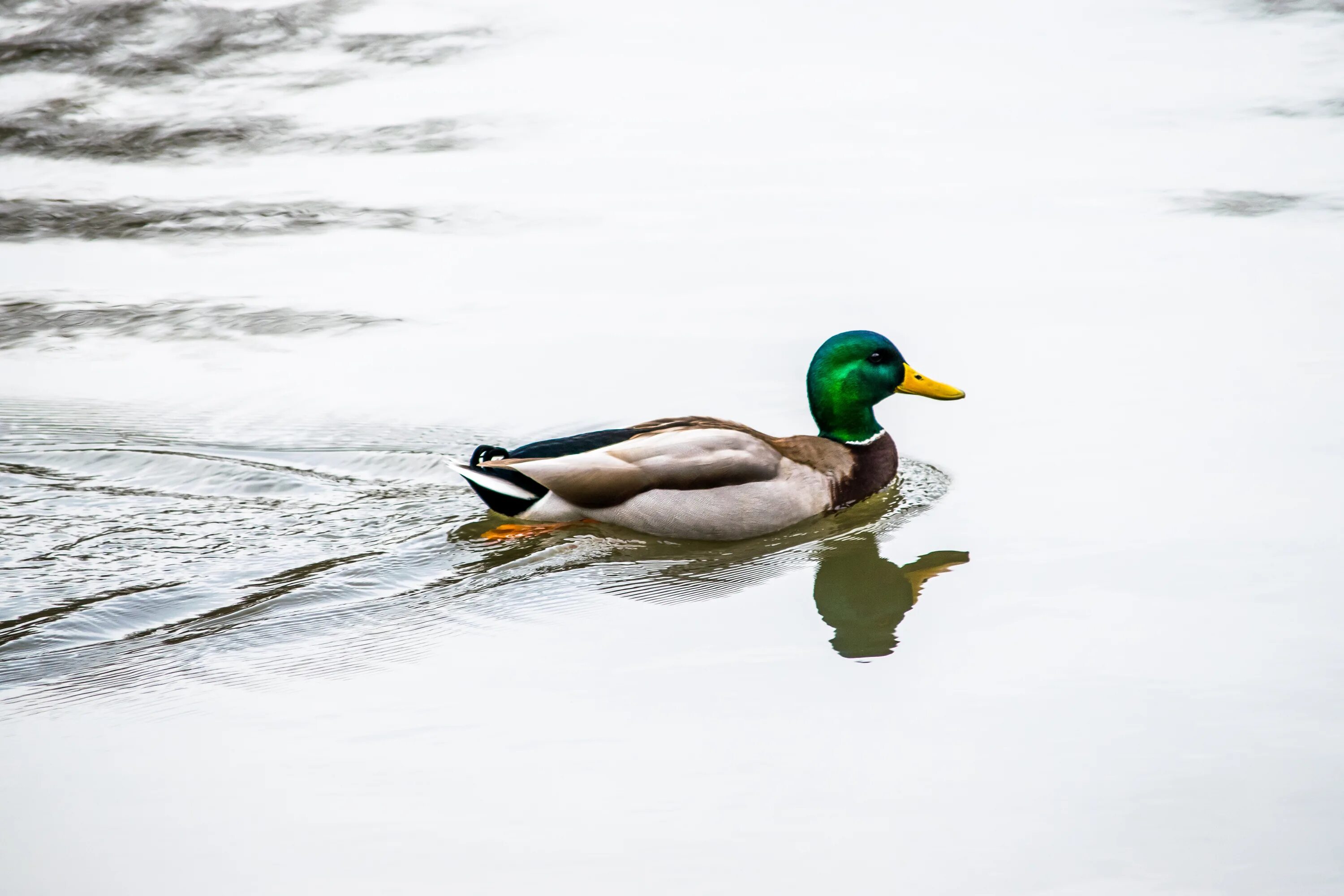 Duck com. Утка плывет. Утки плавают. Утки на воде. Уточка плывет.