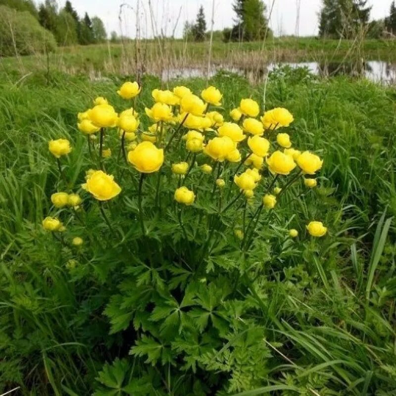 Купальница цветок фото. Купальница китайская (trollius chinеnsis). Посадка купальницы. Купальница оранж принцесс. Купальница (trollius).