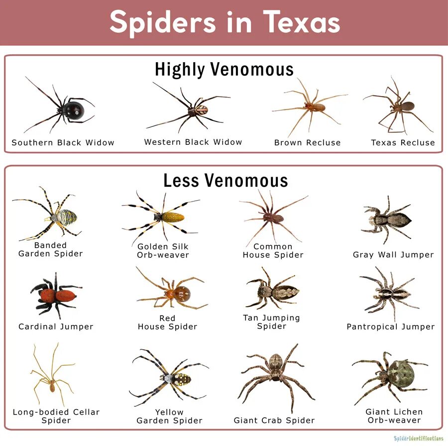 Пауки в Техасе. Spiders species. Паук тексис. Долгоножка паук Техас.