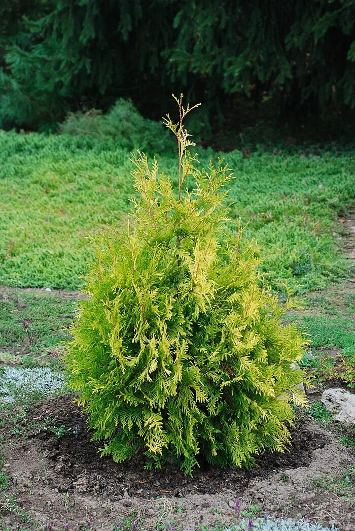 Thuja occidentalis "Malonyana Aurea" - Tuja
