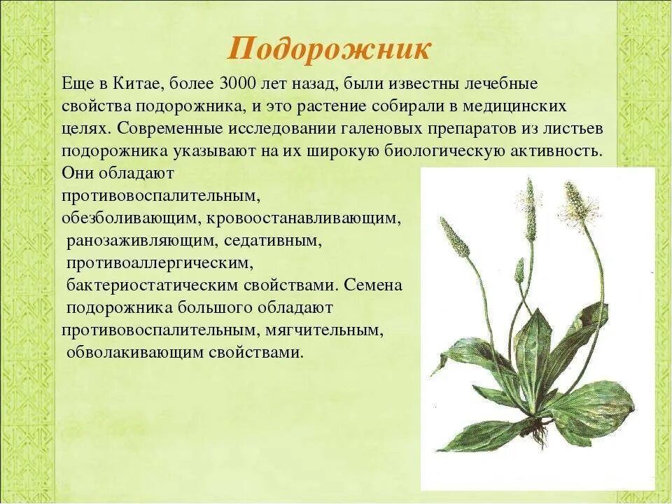 Для чего применяется подорожник. Лечебное растение подорожник. подорожник для травника. полезное растение подорожник. подорожник лечебные подорожник лечебные.