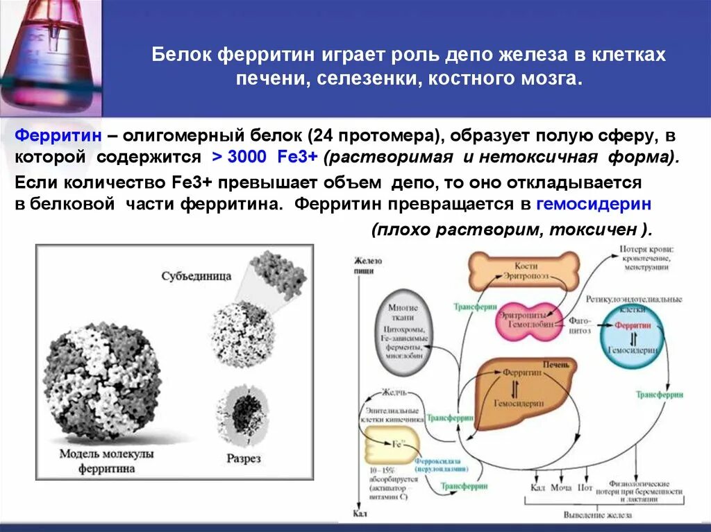 Ферритин. Ферритин структура. Ферритин биохимия. Белок ферритин.