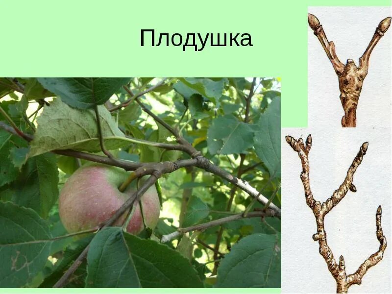 Необычные почки на яблоне - это будущие цветы или вредители?