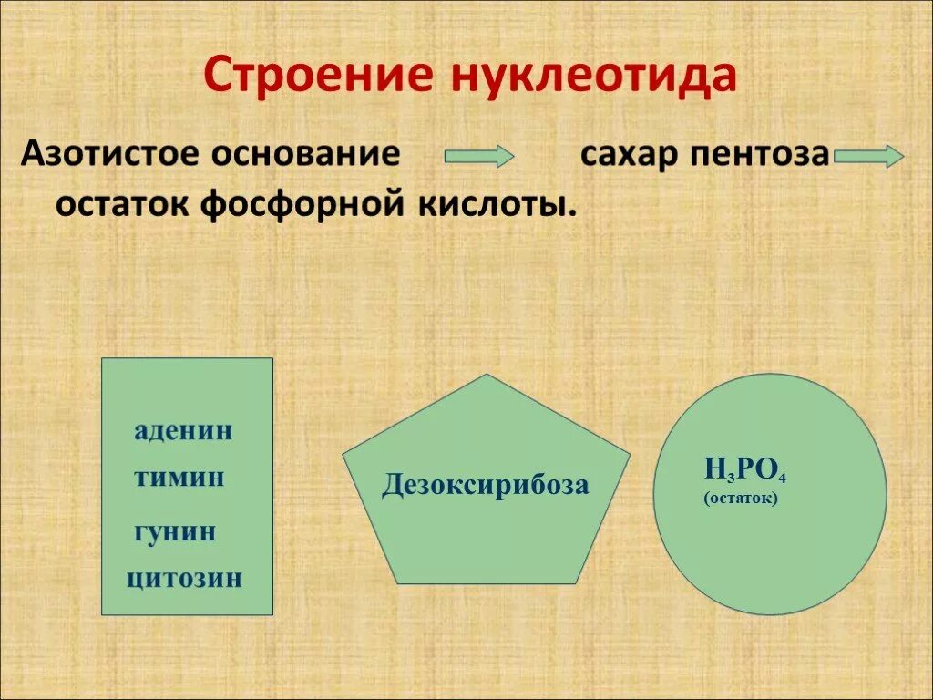 В состав нуклеотида входит азотистое основание. Структура нуклеотида азотистое основание. Строение нуклеотида азотистое основание. Строение нуклеотида. Строение азотистых оснований.