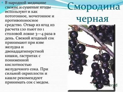 Смородина польза и вред для здоровья