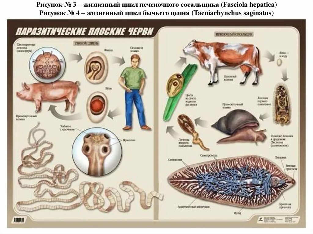 Паразитические плоские черви биология. Биология строение червей паразитов. Схема развития плоских червей паразитов. Таблица по зоологии черви. Глисты биология