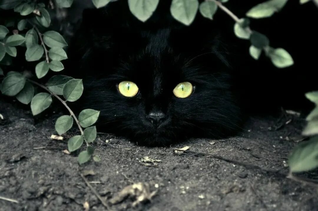 Жизнь черного кота