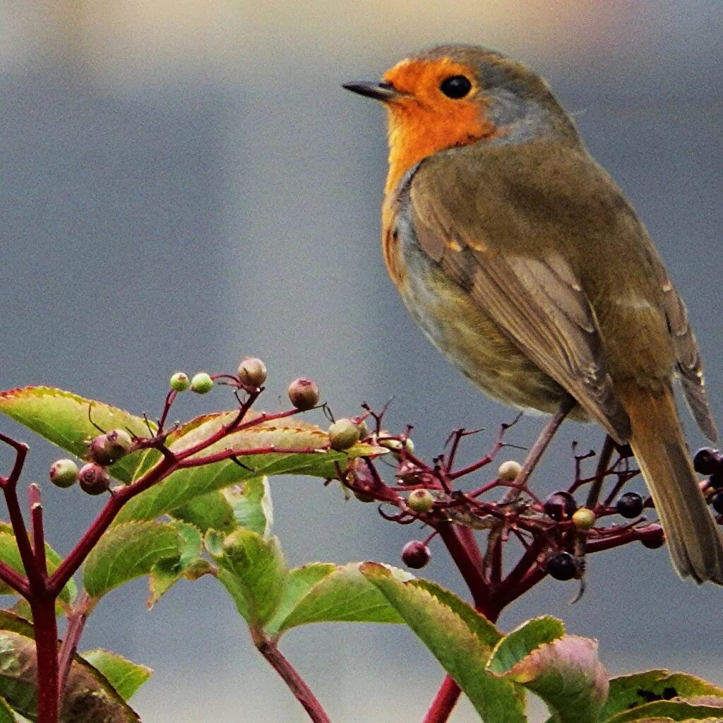 Зарянка хонкай стар. Зарянка горихвостка. Гнездо зарянки. Робин алая зарянка robin redbreast 1970. Зарянка тверь.