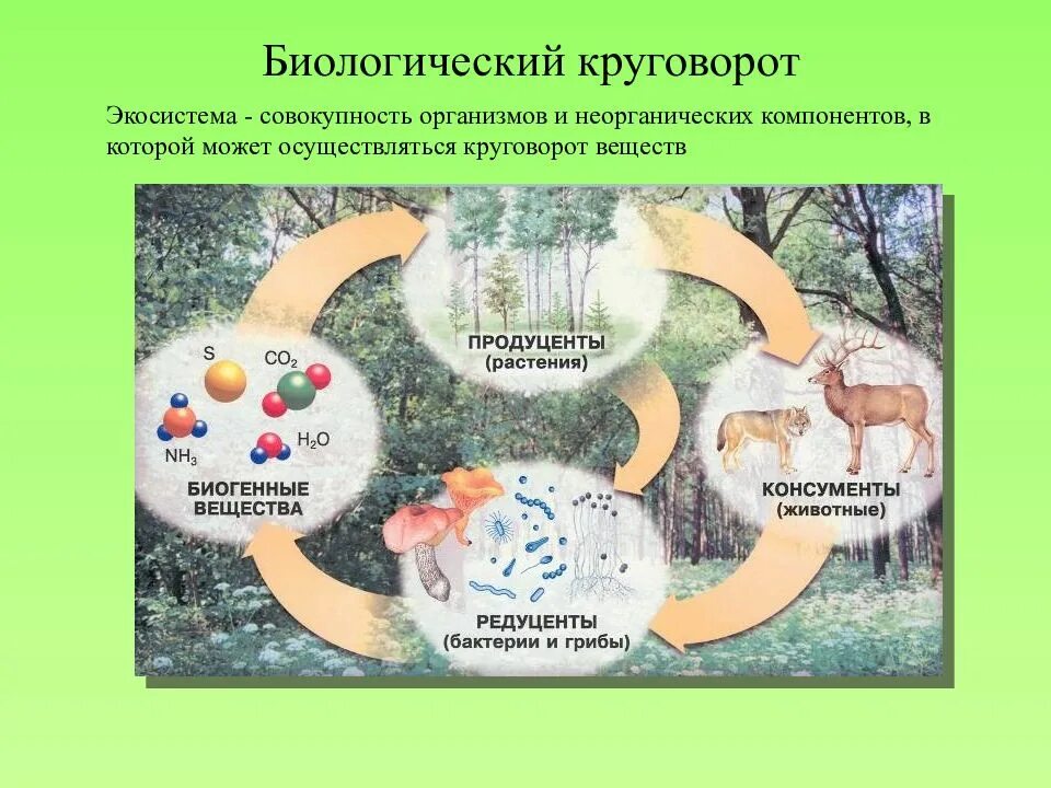Уровни биологического разнообразия. Уровни биологического разнообразия