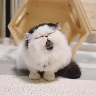 Кот зу