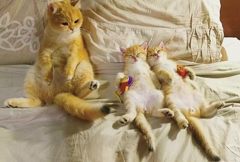 Котята их жизнь. Котики шалят. жизнь кошек. смешные моменты из жизни кошек. коты и кошки из жизни.