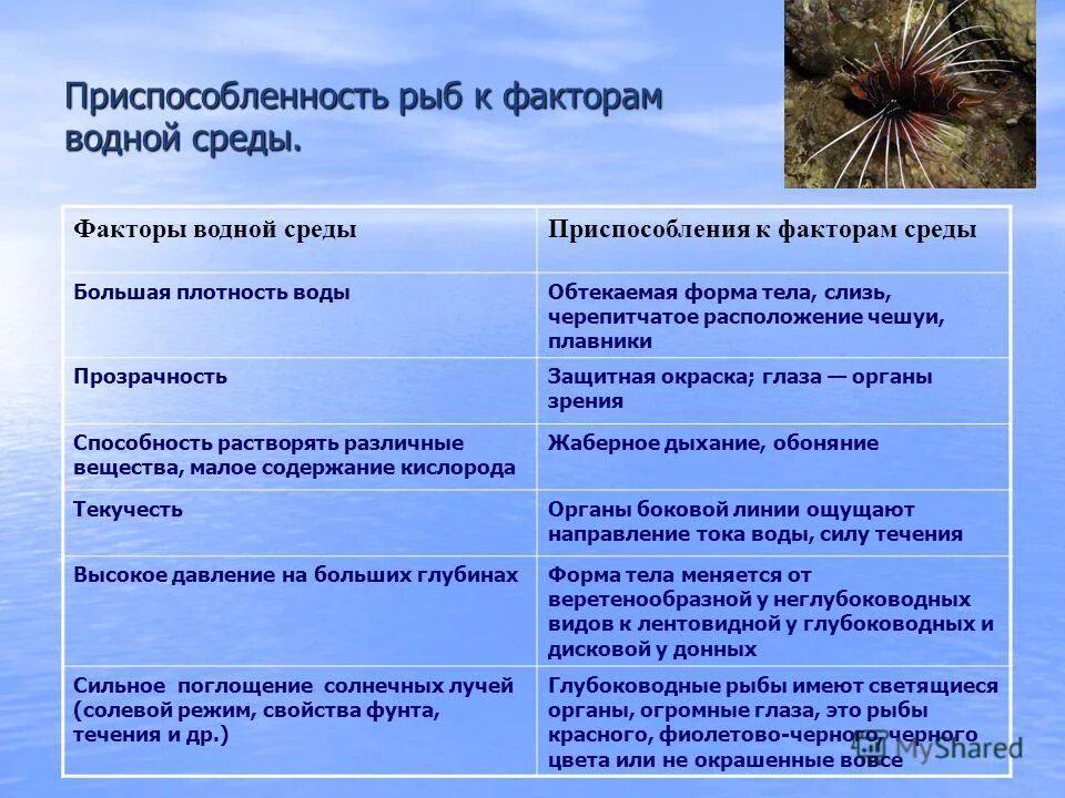 Главной особенностью водной среды обитания является тест. Факторы водной среды. Приспособление рыб к среде. Приспособленность рыб к среде обитания. Приспособления рыб к факторам водной среды.