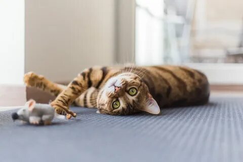 Cats bring
