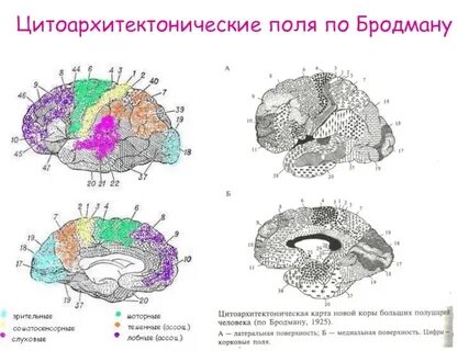 Поли мозга