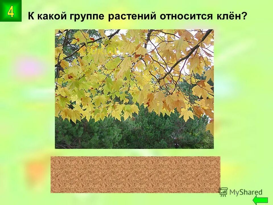 Клен какое растение относится