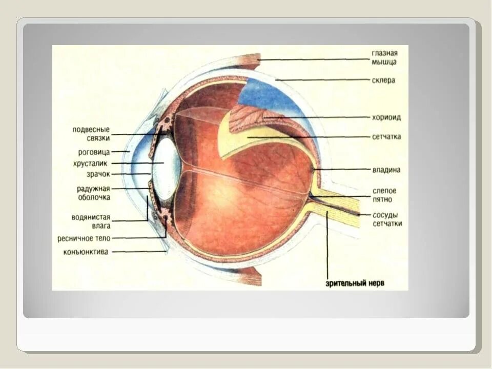 Строение желтого пятна глаза. Сетчатка слепое пятно функции. Зрительный анализатор слепое пятно. Функции слепого пятна сетчатки глаза. Строение глаза анатомия сетчатка желтое пятно.