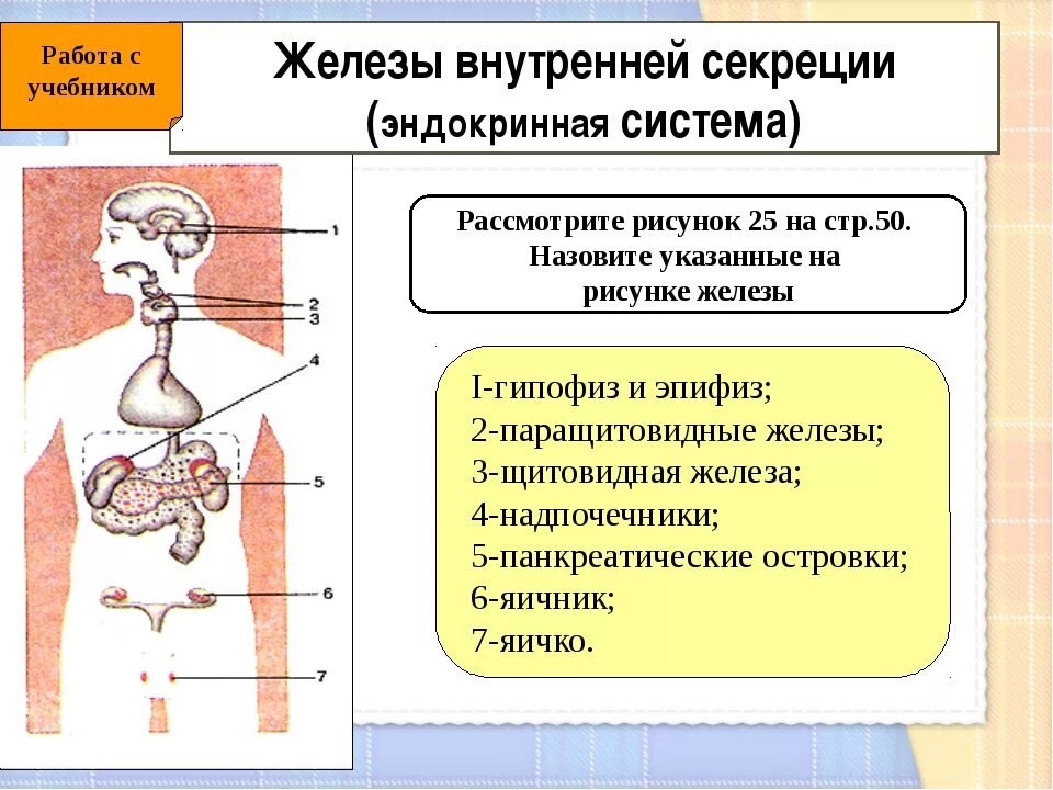 Железы и т д. Железы внутренней секреции человека 8 класс биология. Эндокринная система железы внутренней секреции схема. Гормоны желёз внутренней секреции. Железы внутренней секреции половой системы.