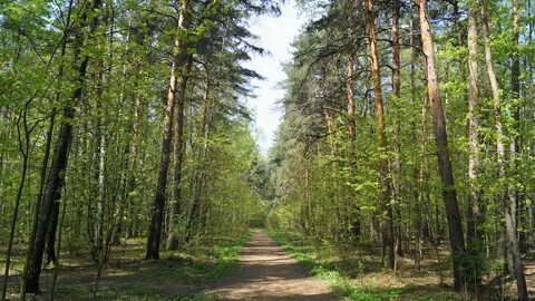 Кузьминский лес