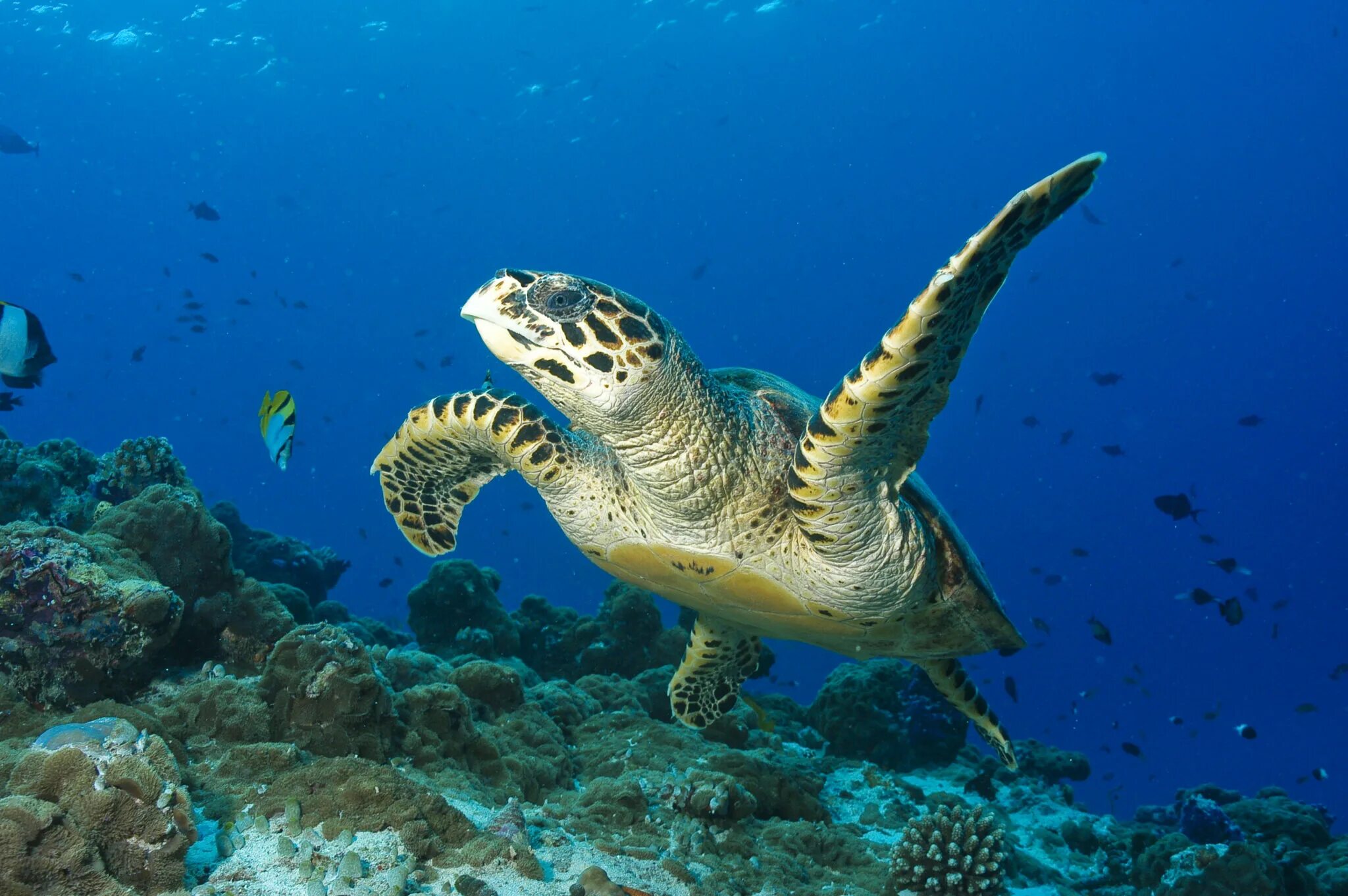 Индийский океан фауна индийского океана. Морские животные. Подводные животные. Подводные обитатели океана.