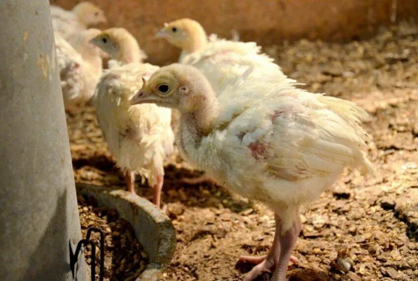 Индюшата пищат