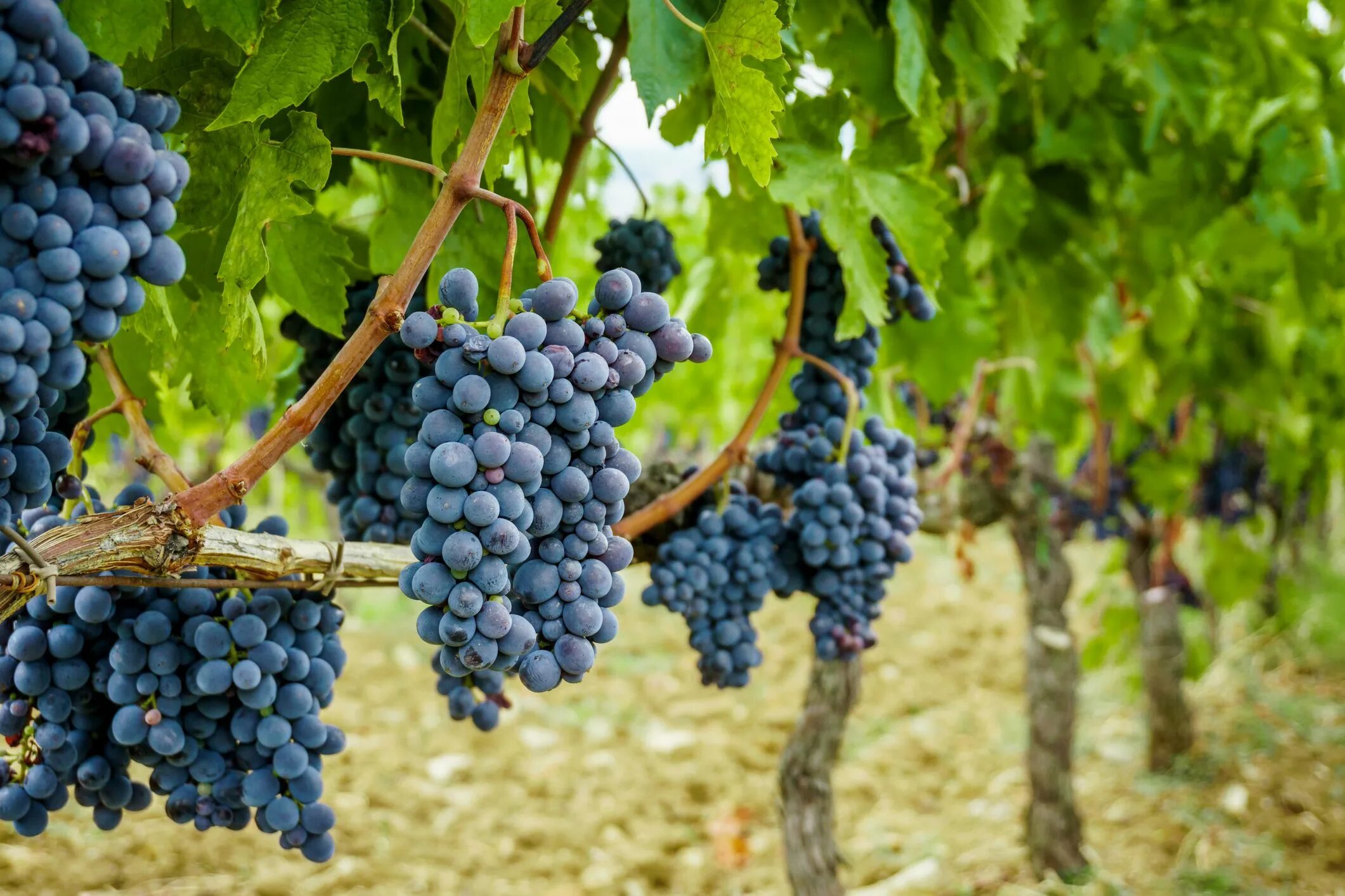 Grape vine